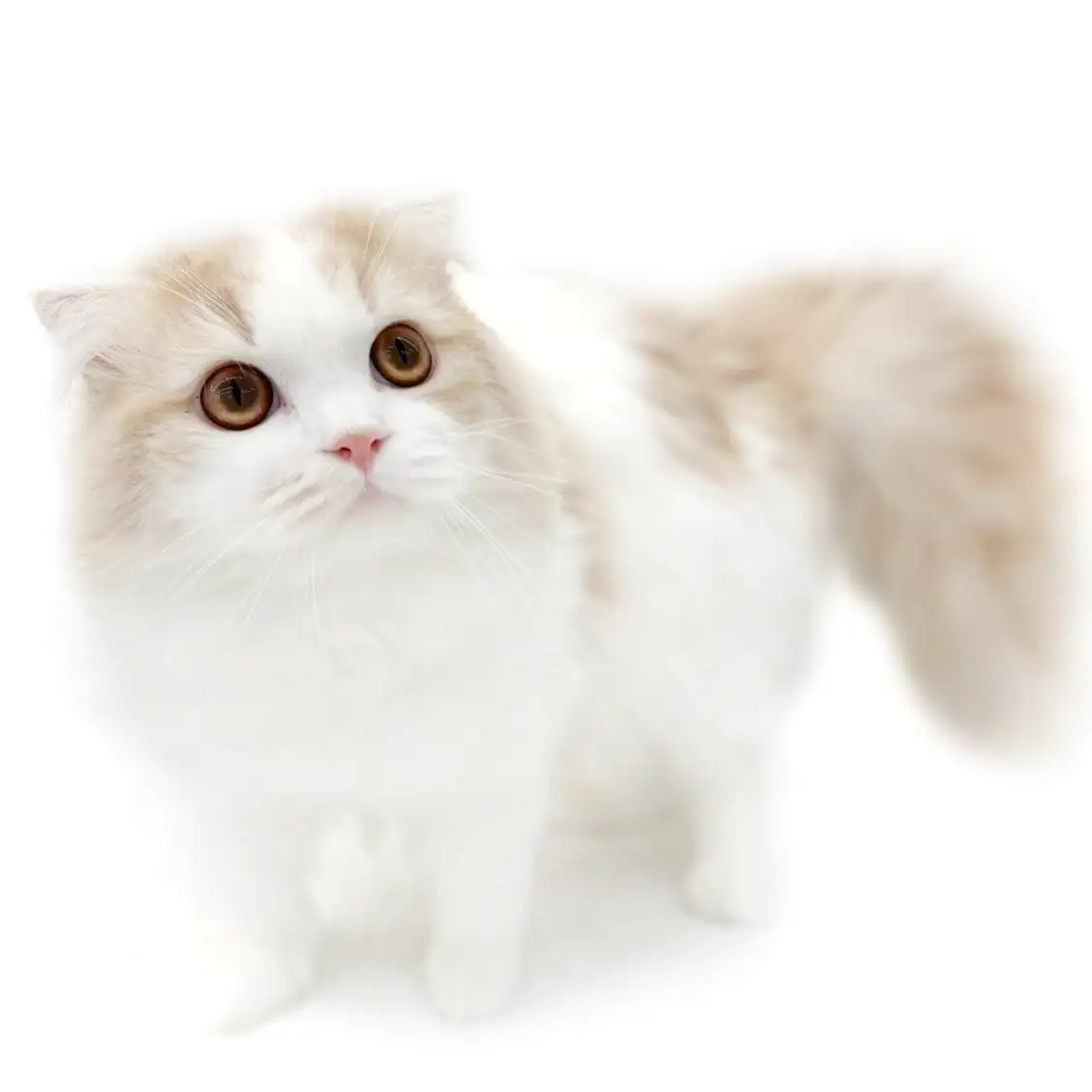 スコティッシュフォールド