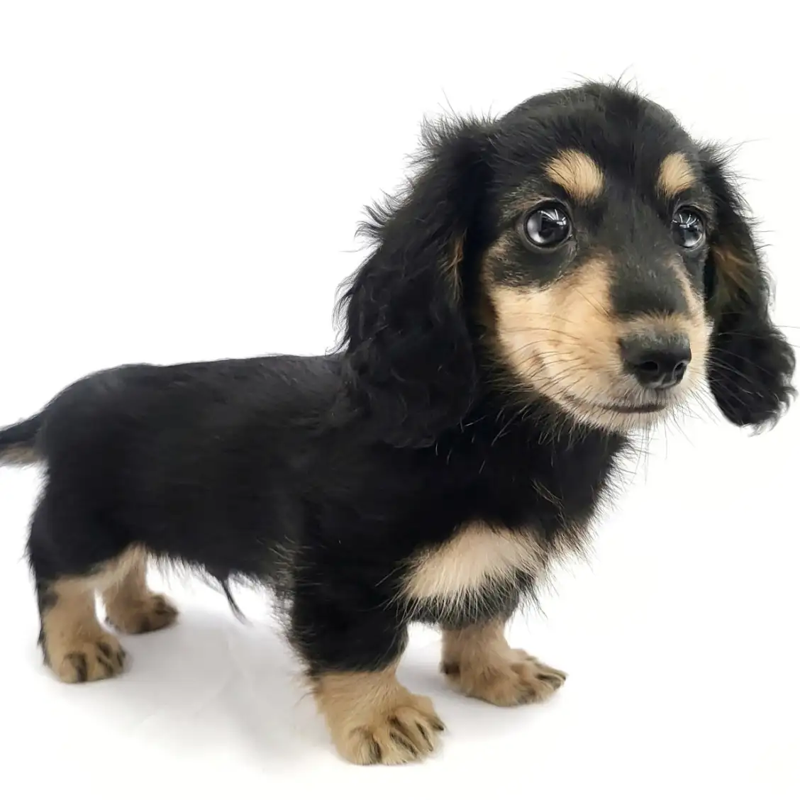 ミニチュア・ダックスフント