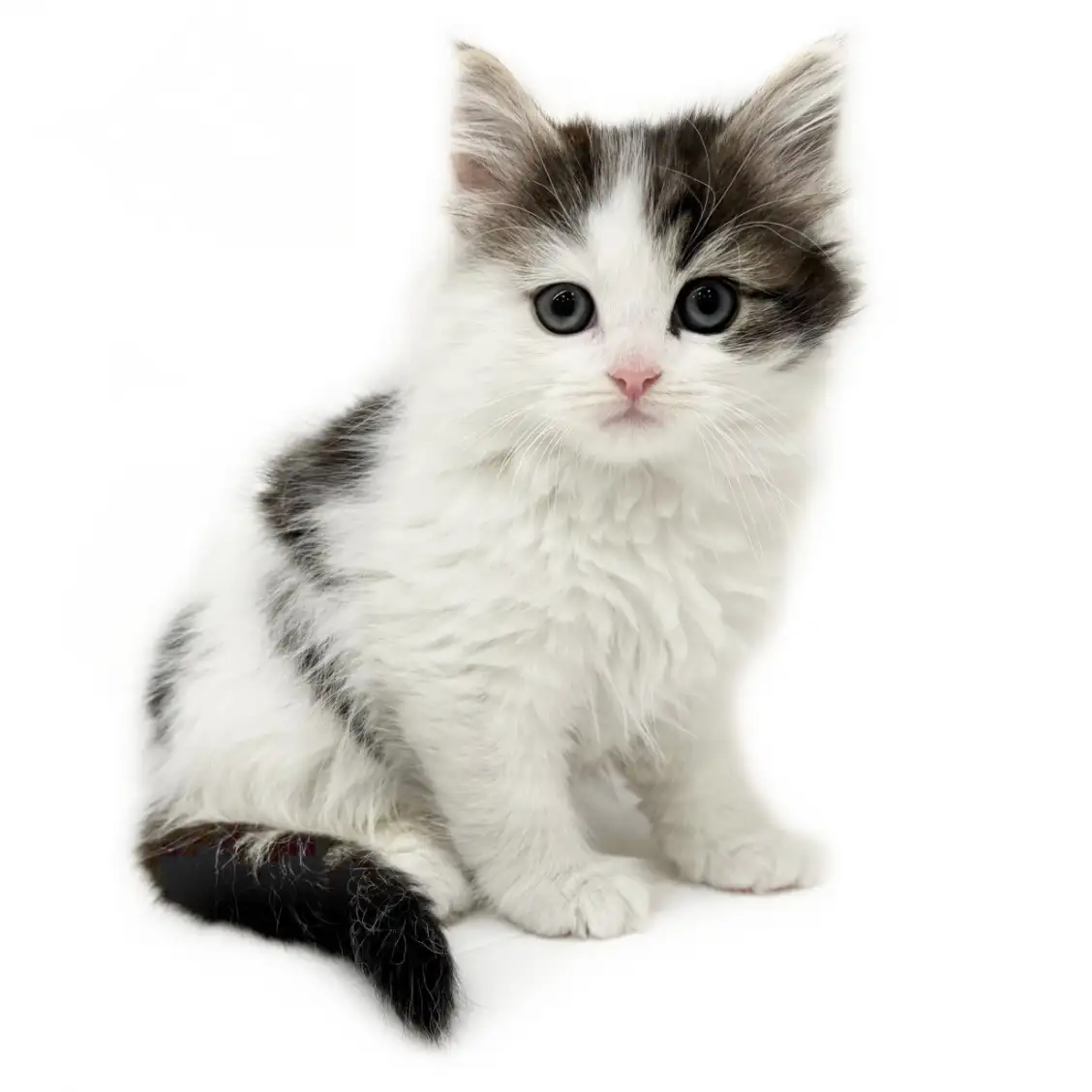 ノルウェージャンフォレストキャット