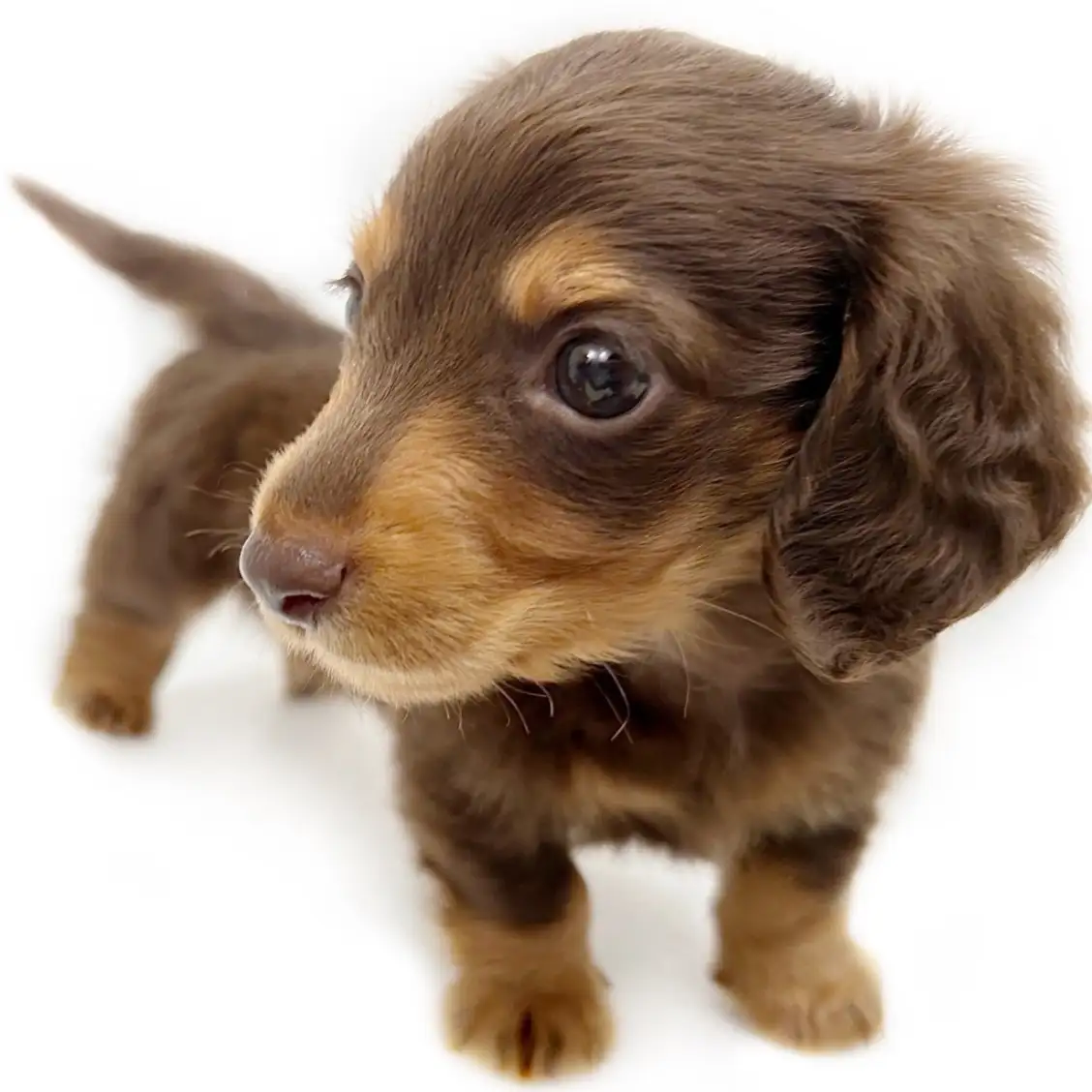 ミニチュア・ダックスフント