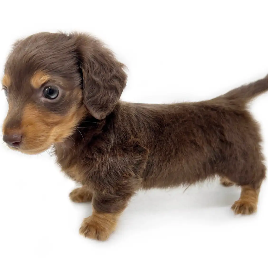 ミニチュア・ダックスフント