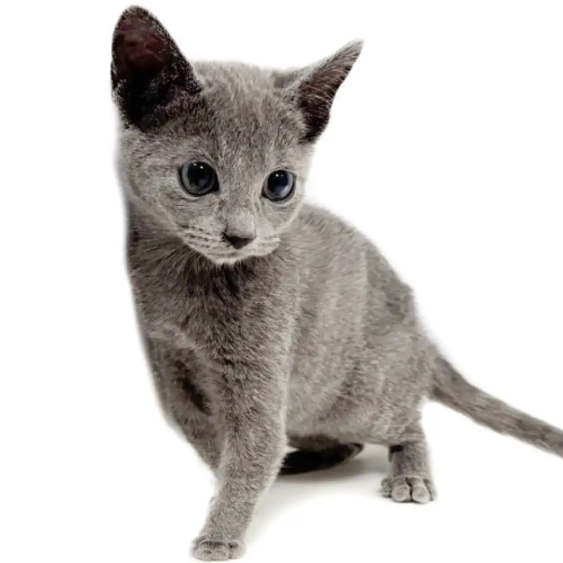 ロシアンブルー