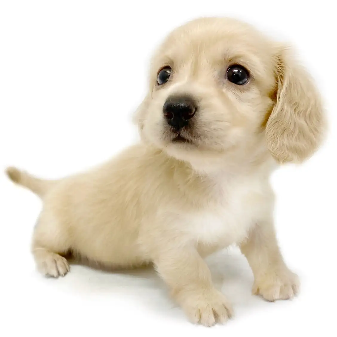 ミニチュア・ダックスフント