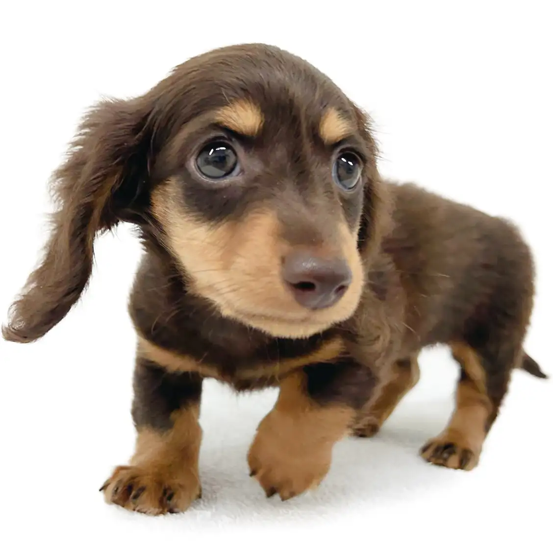 カニンヘン・ダックスフント