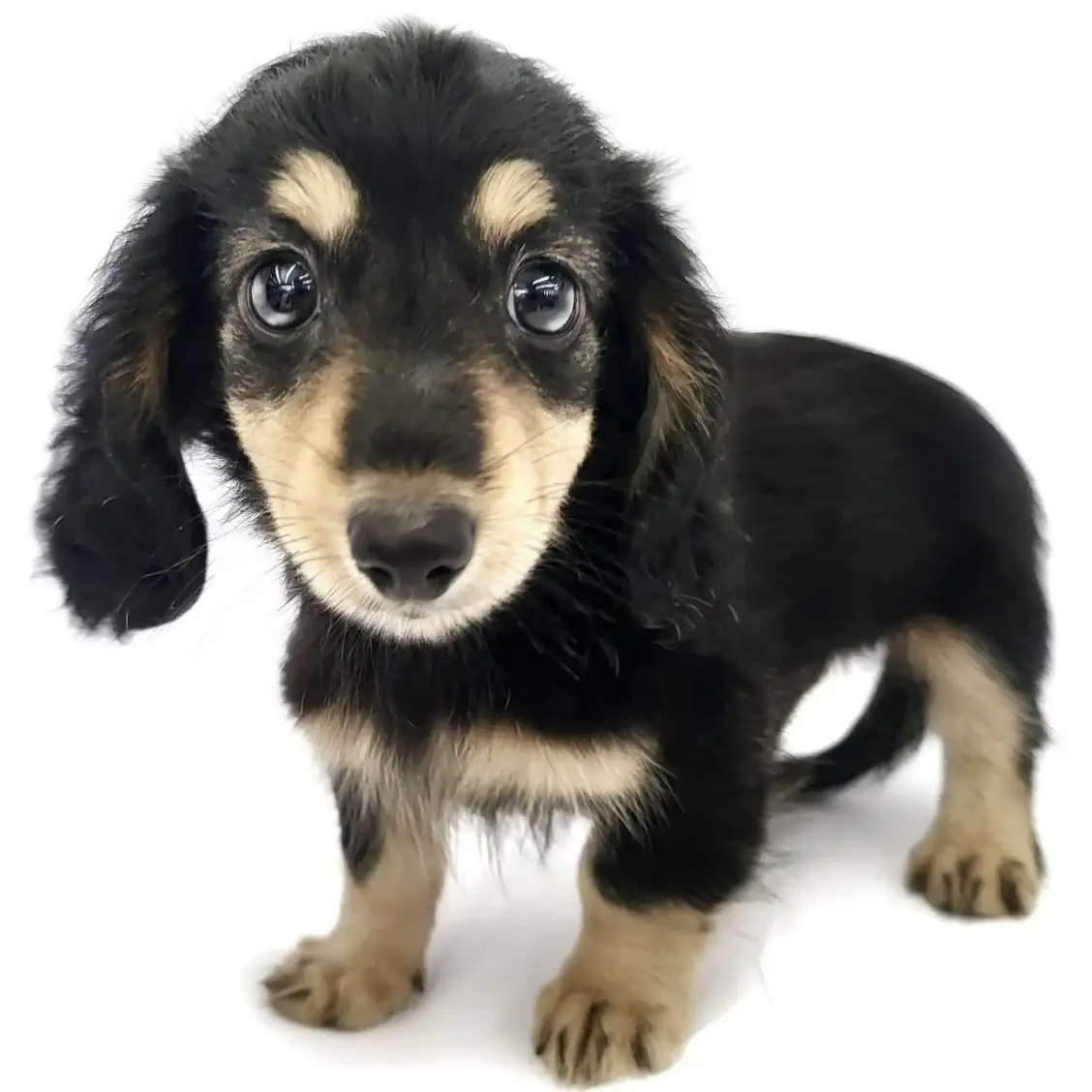 ミニチュア・ダックスフント