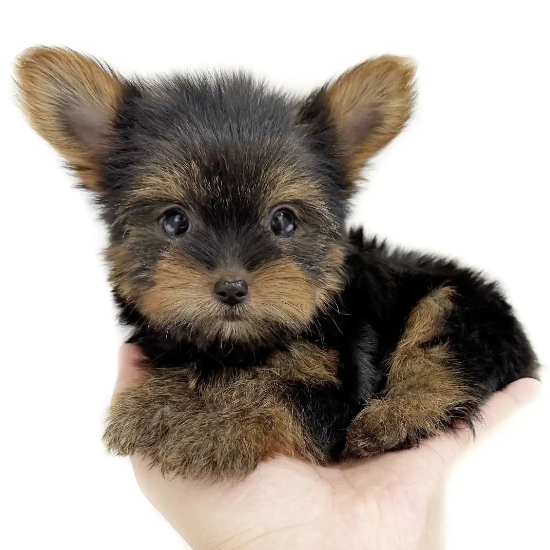 ヨークシャーテリア