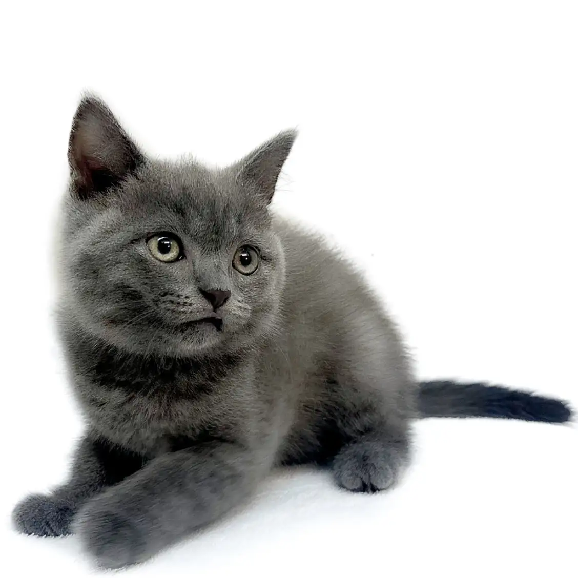 ブリティッシュショートヘア