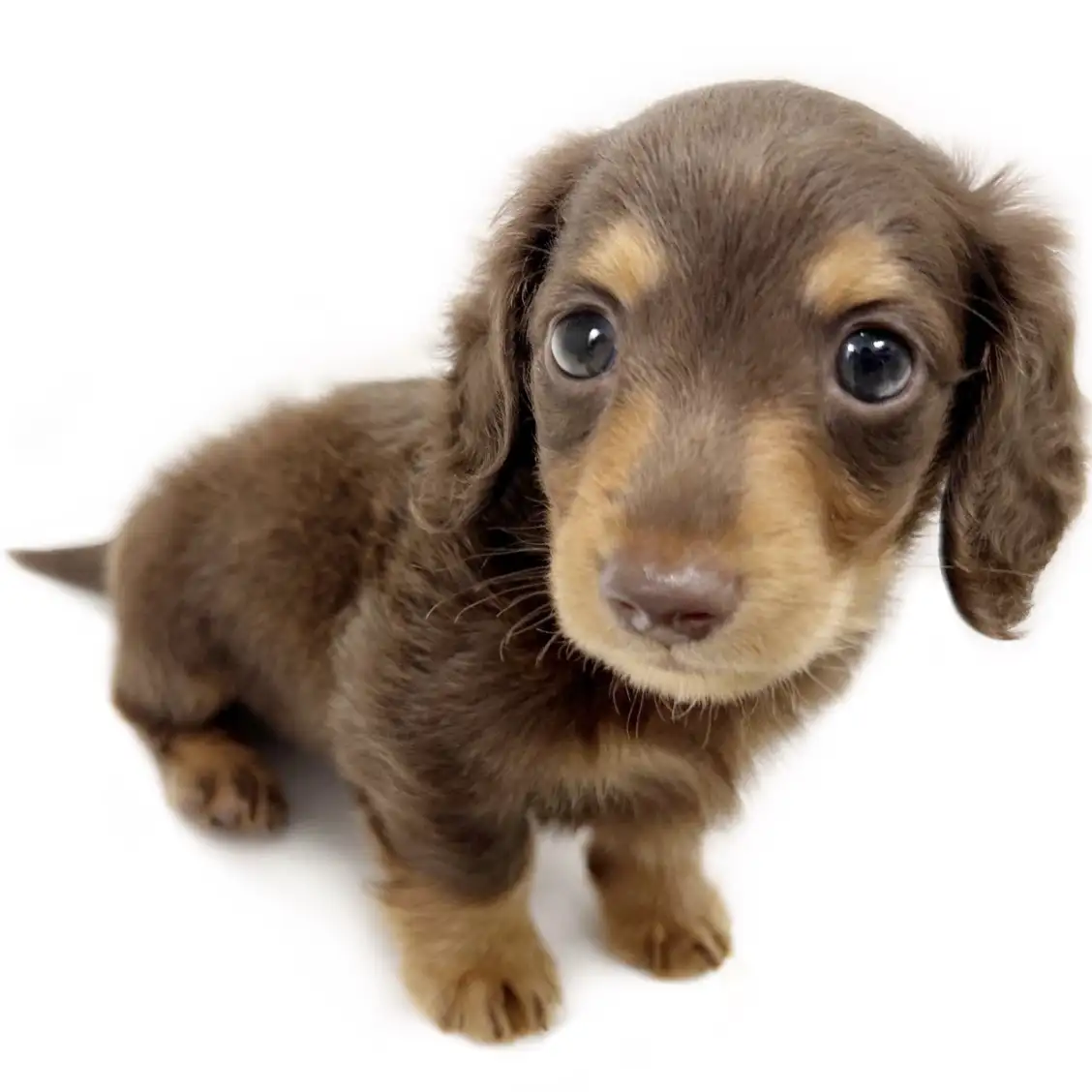 ミニチュア・ダックスフント