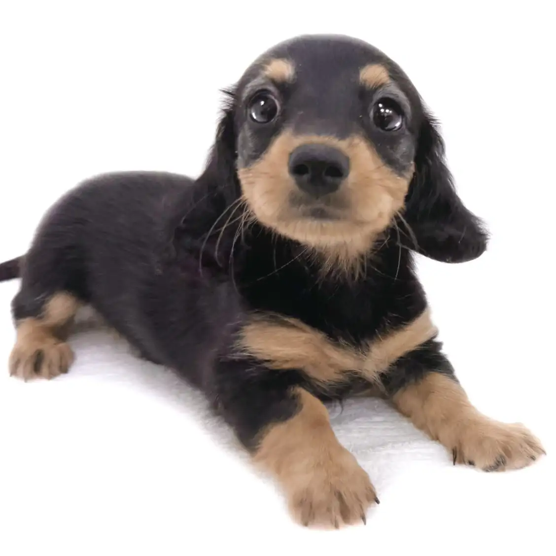 ミニチュア・ダックスフント