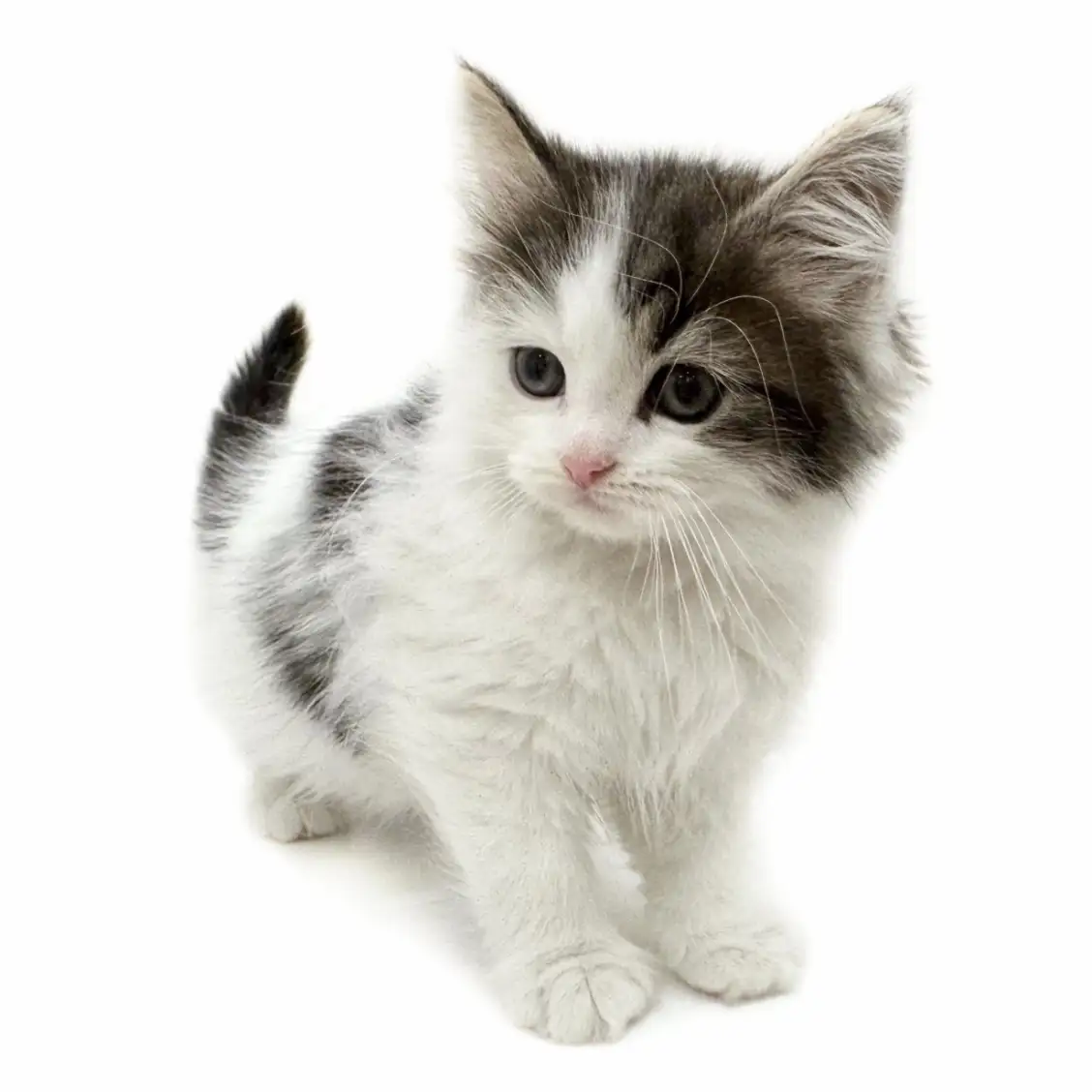 ノルウェージャンフォレストキャット