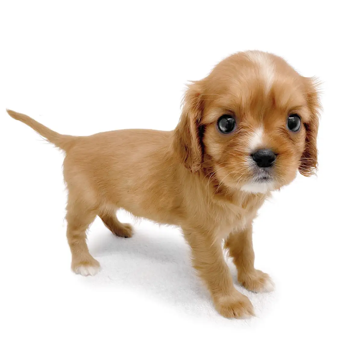 キャバリア・キングチャールズ・スパニエル