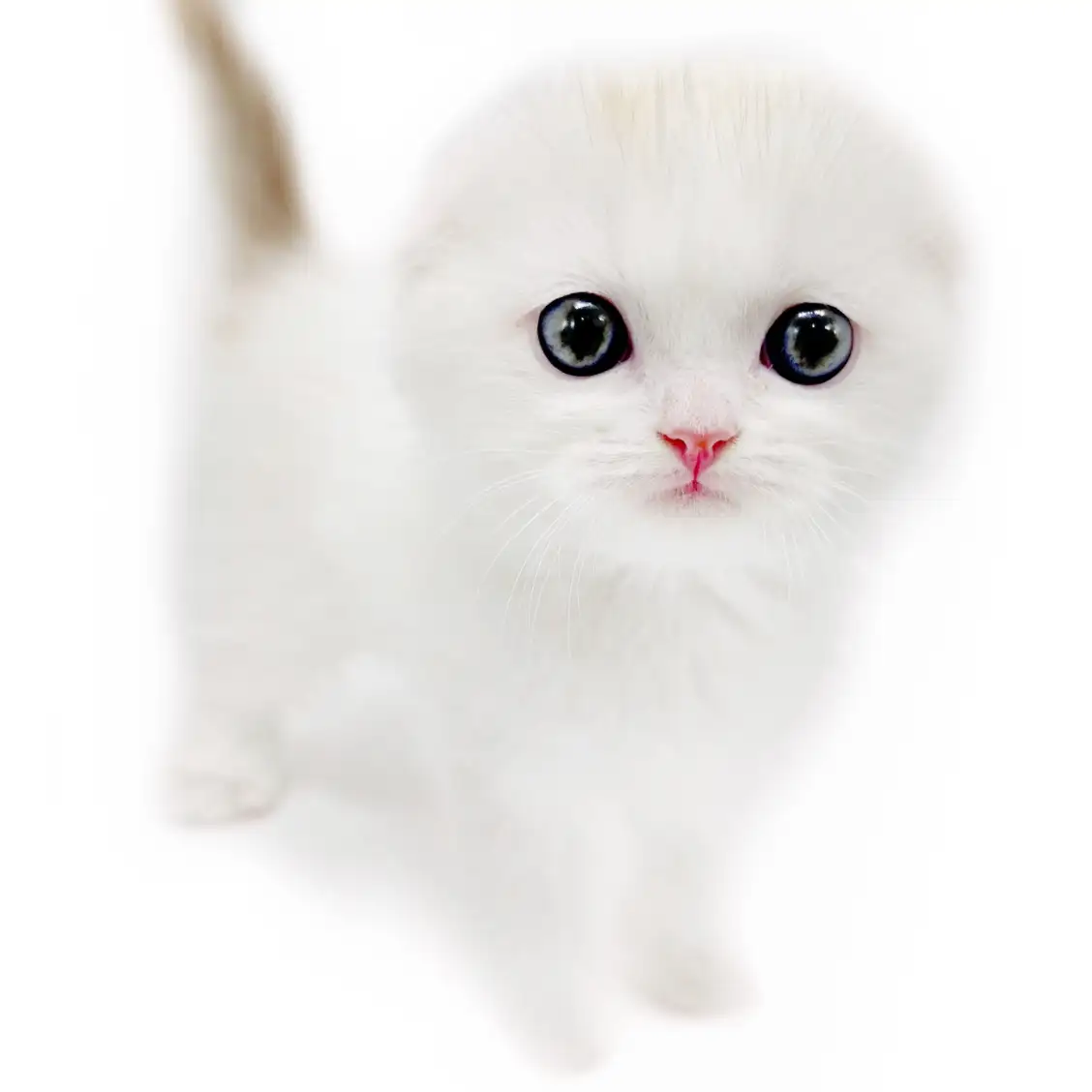 スコティッシュフォールド