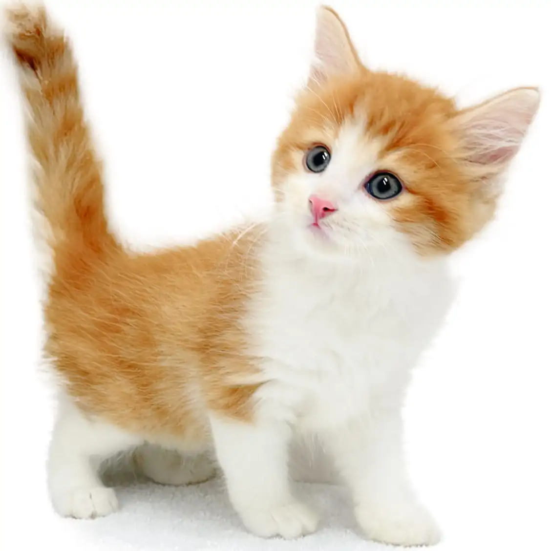 ノルウェージャンフォレストキャット