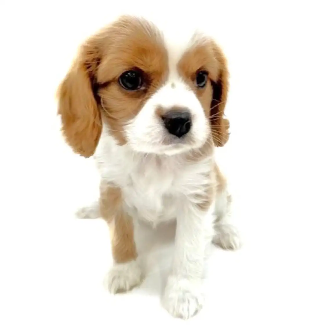 キャバリア・キングチャールズ・スパニエル
