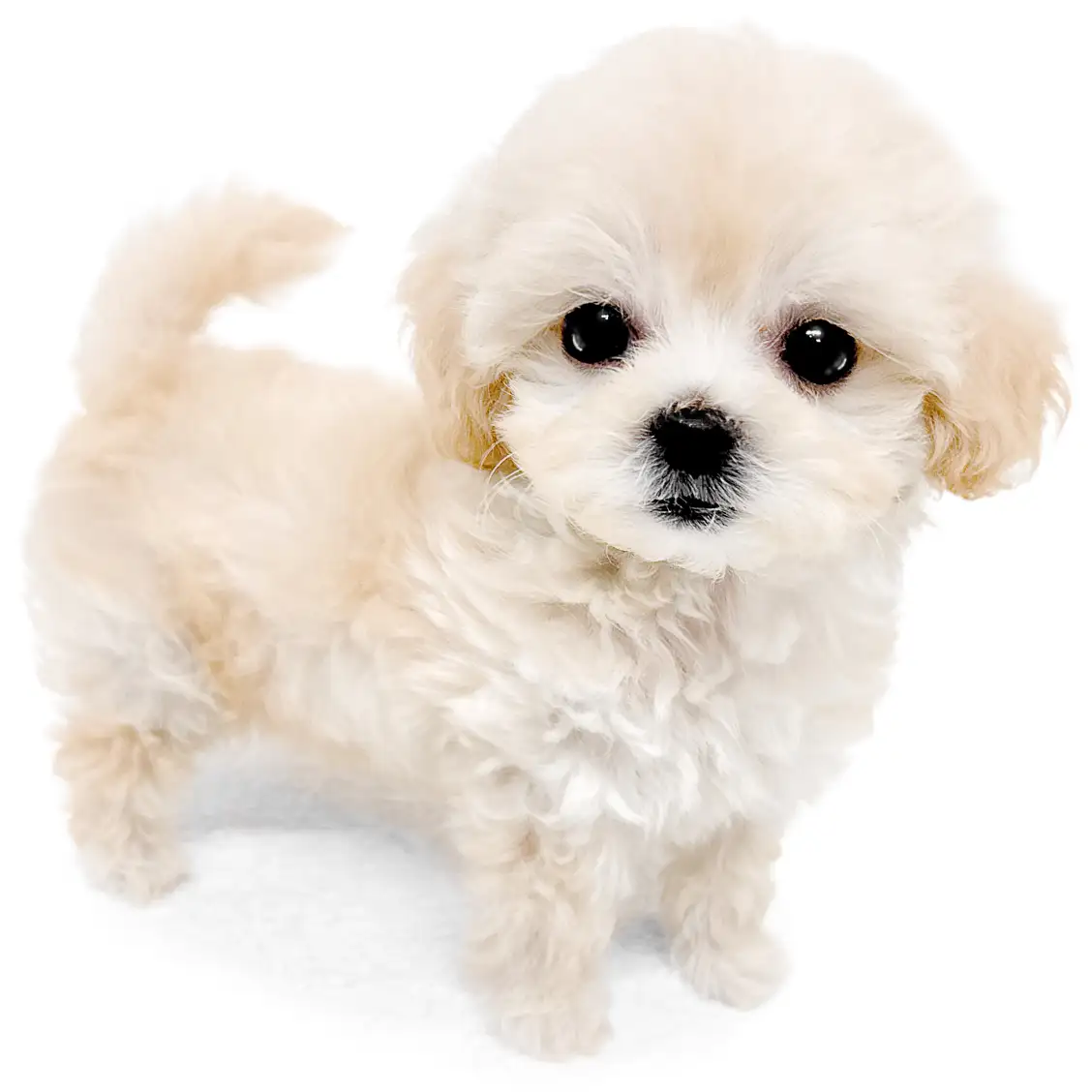 MIX（マルチーズ×トイプードル）