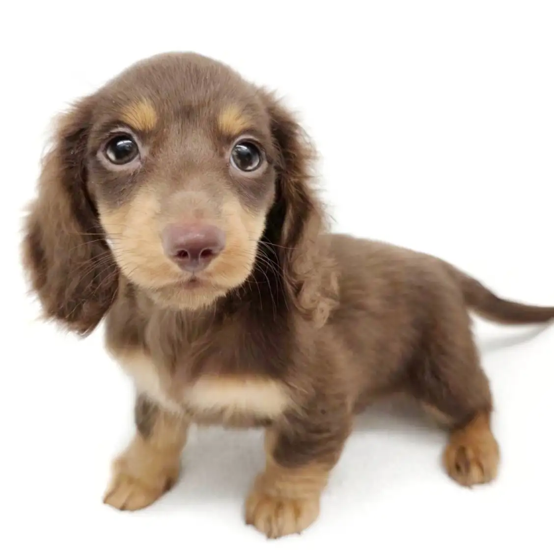 ミニチュア・ダックスフント