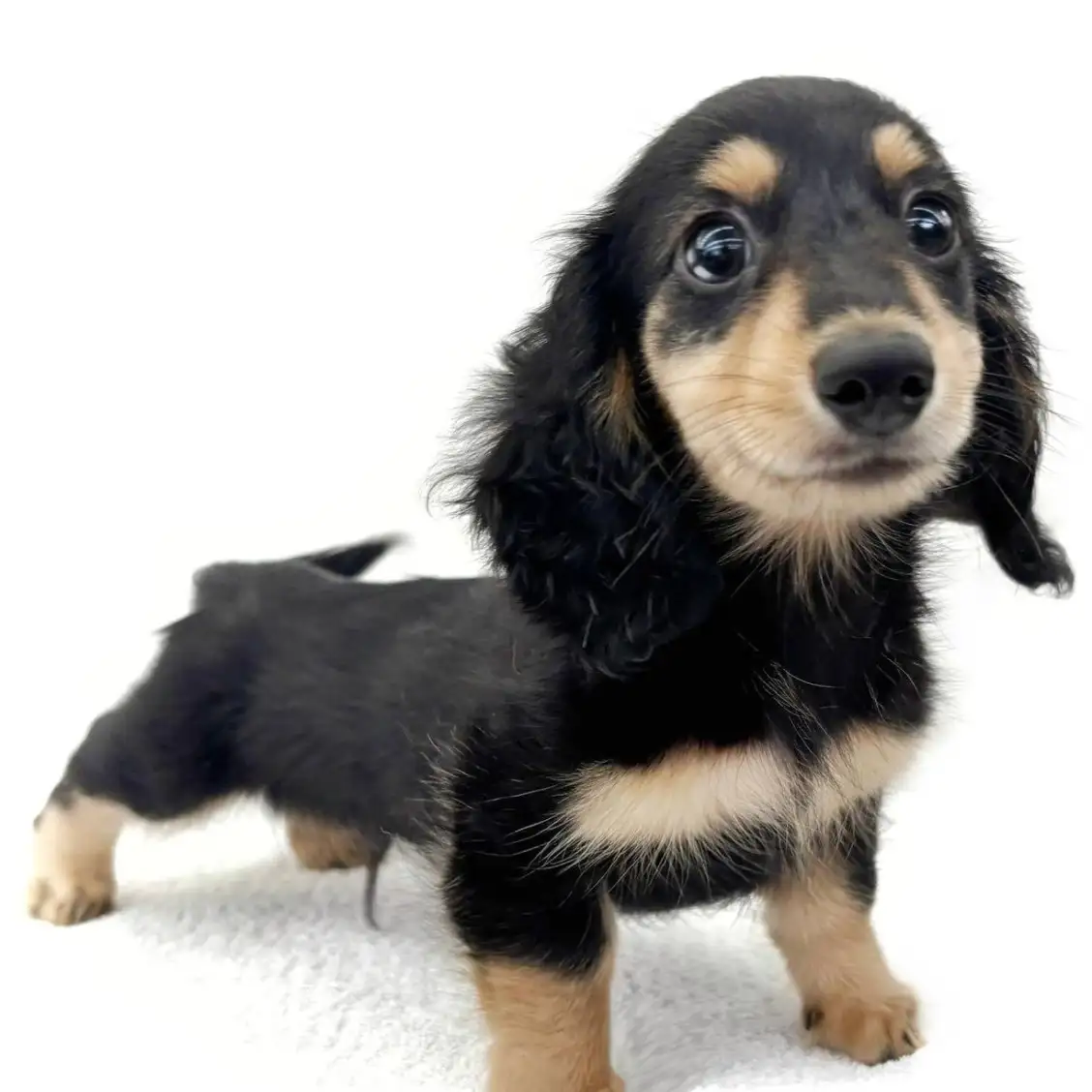 ミニチュア・ダックスフント