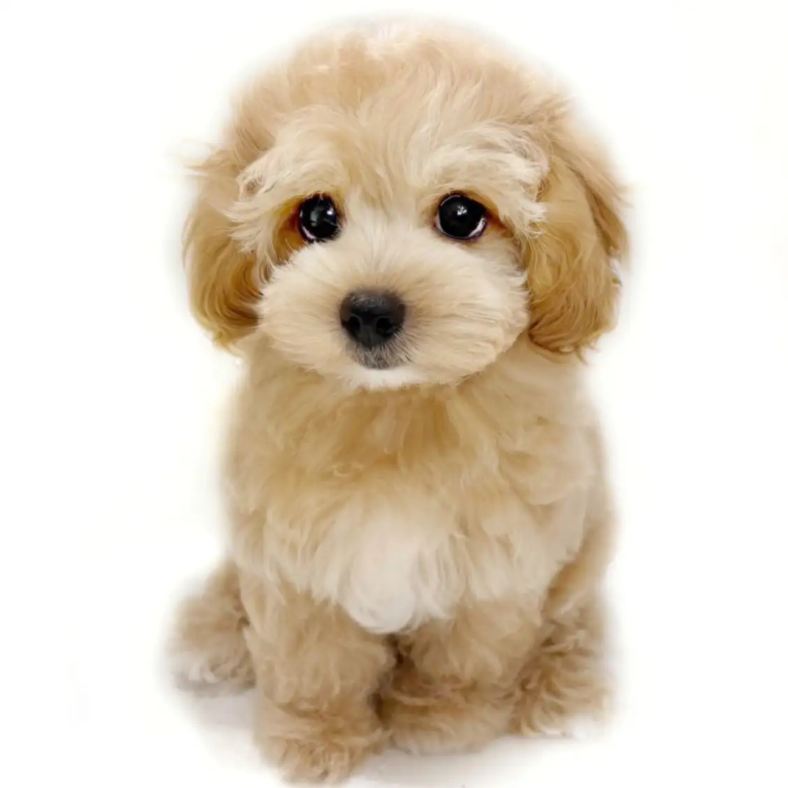 MIX（マルチーズ×トイプードル）