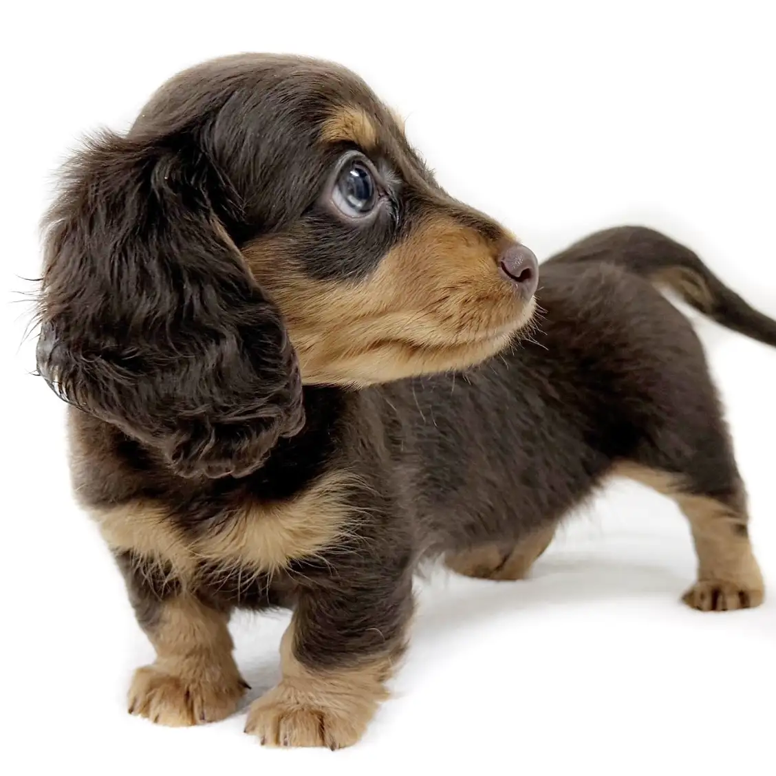 ミニチュア・ダックスフント