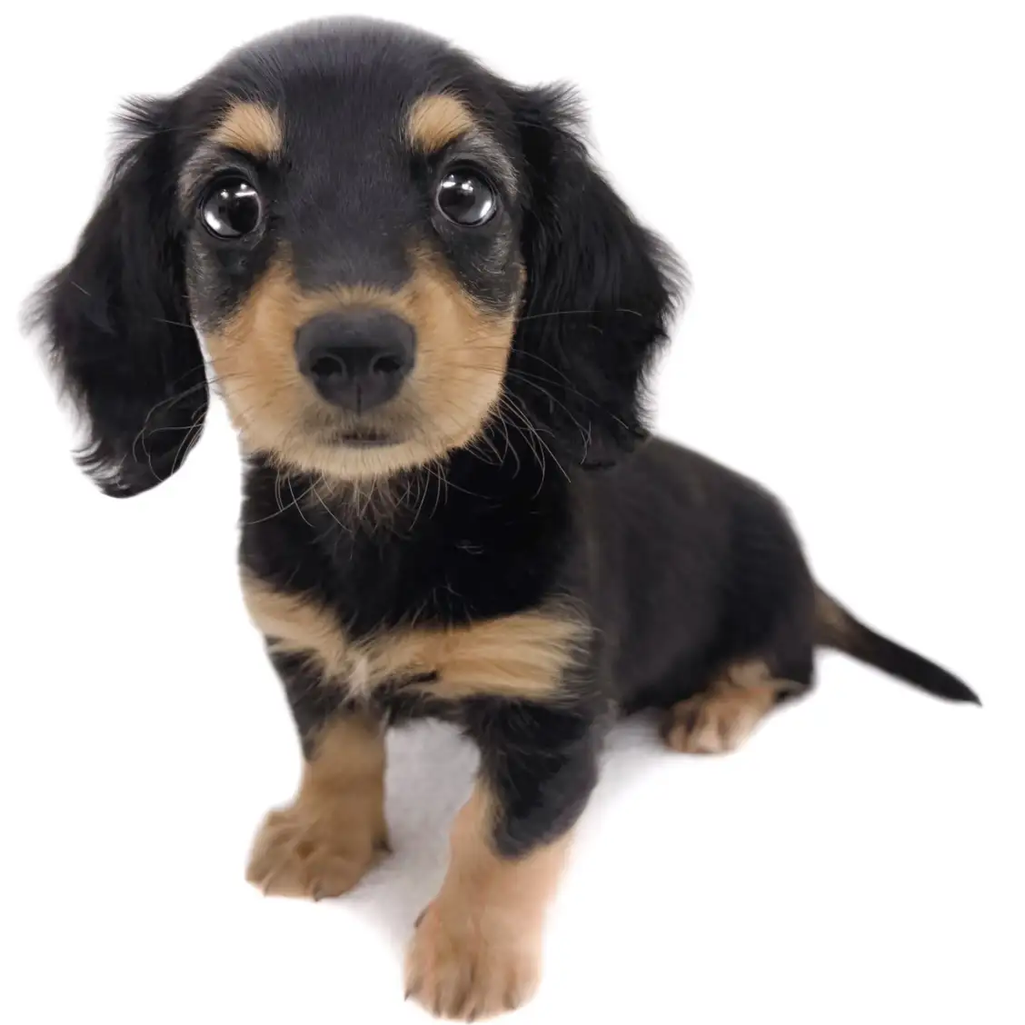 ミニチュア・ダックスフント