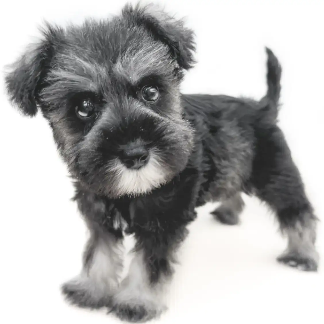 ミニチュア・シュナウザー