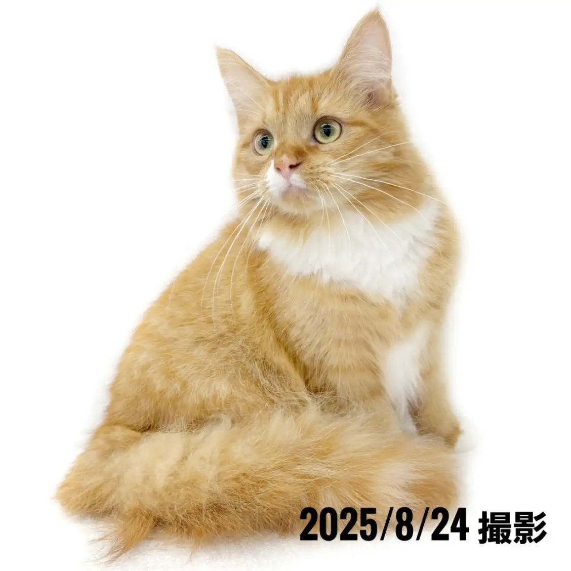 ノルウェージャンフォレストキャット