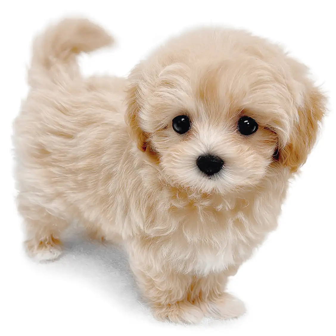 MIX（マルチーズ×トイプードル）