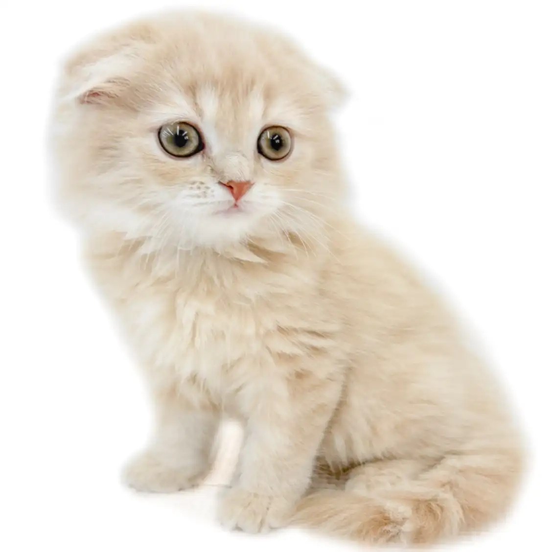 スコティッシュフォールド