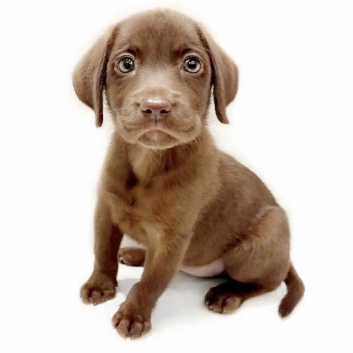 ラブラドールレトリバー