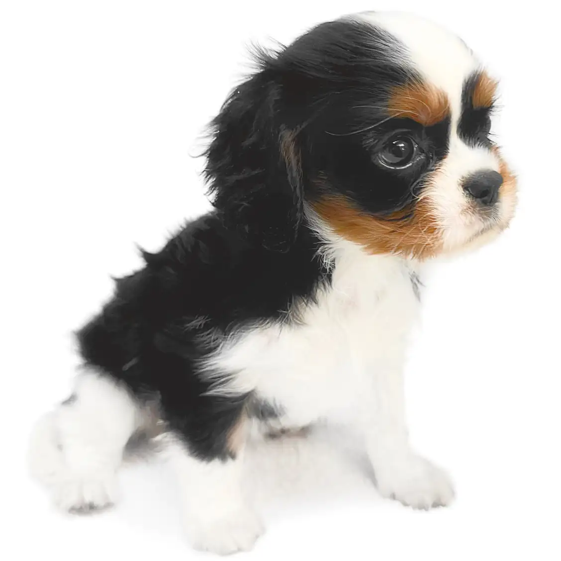 キャバリア・キングチャールズ・スパニエル