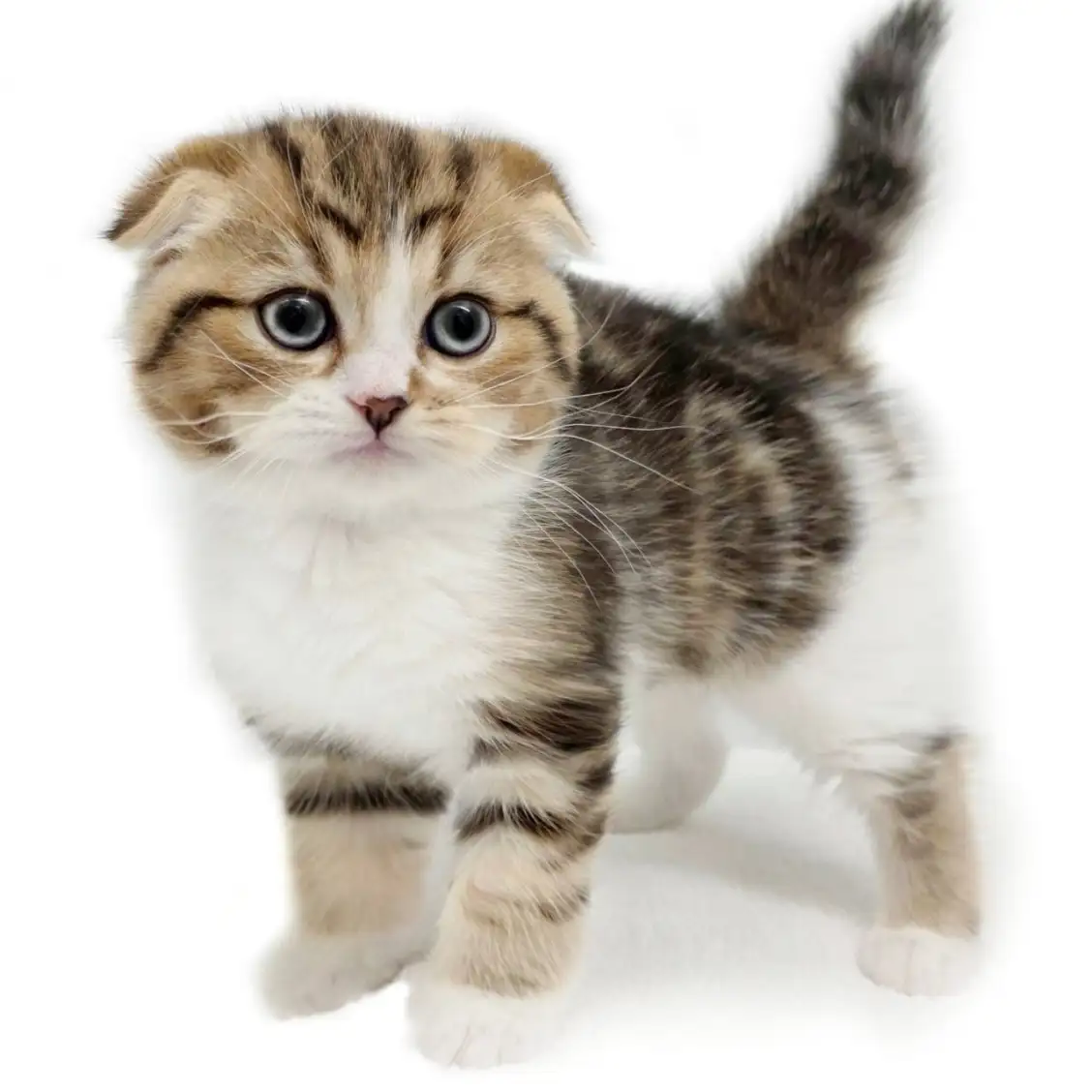 スコティッシュフォールド