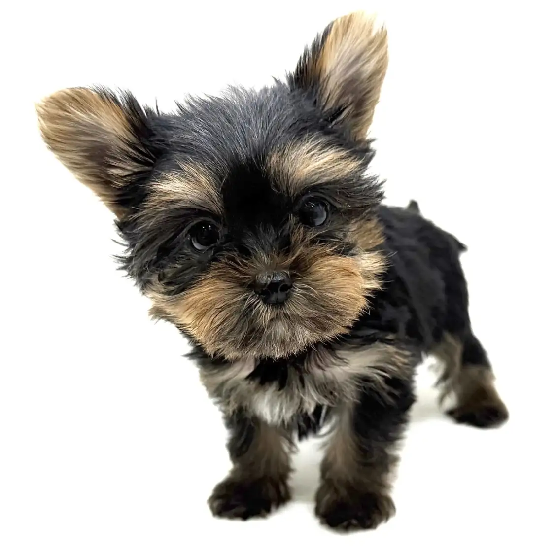 ヨークシャーテリア