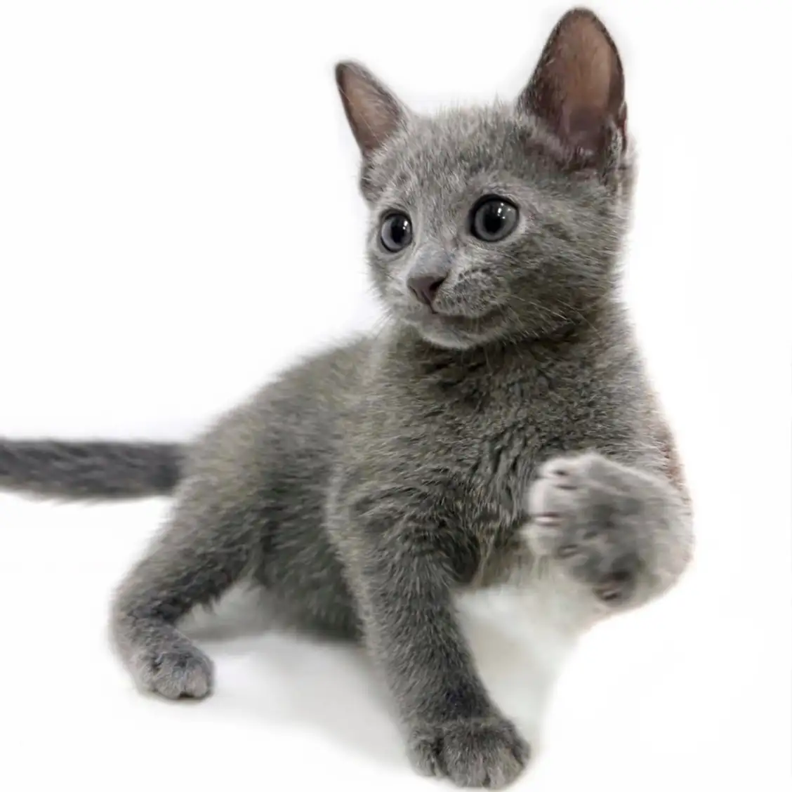 ロシアンブルー