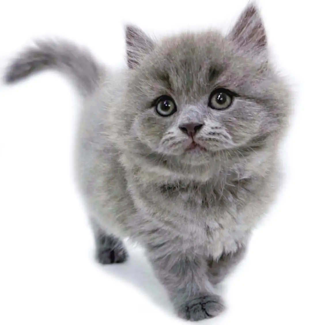 ブリティッシュロングヘア