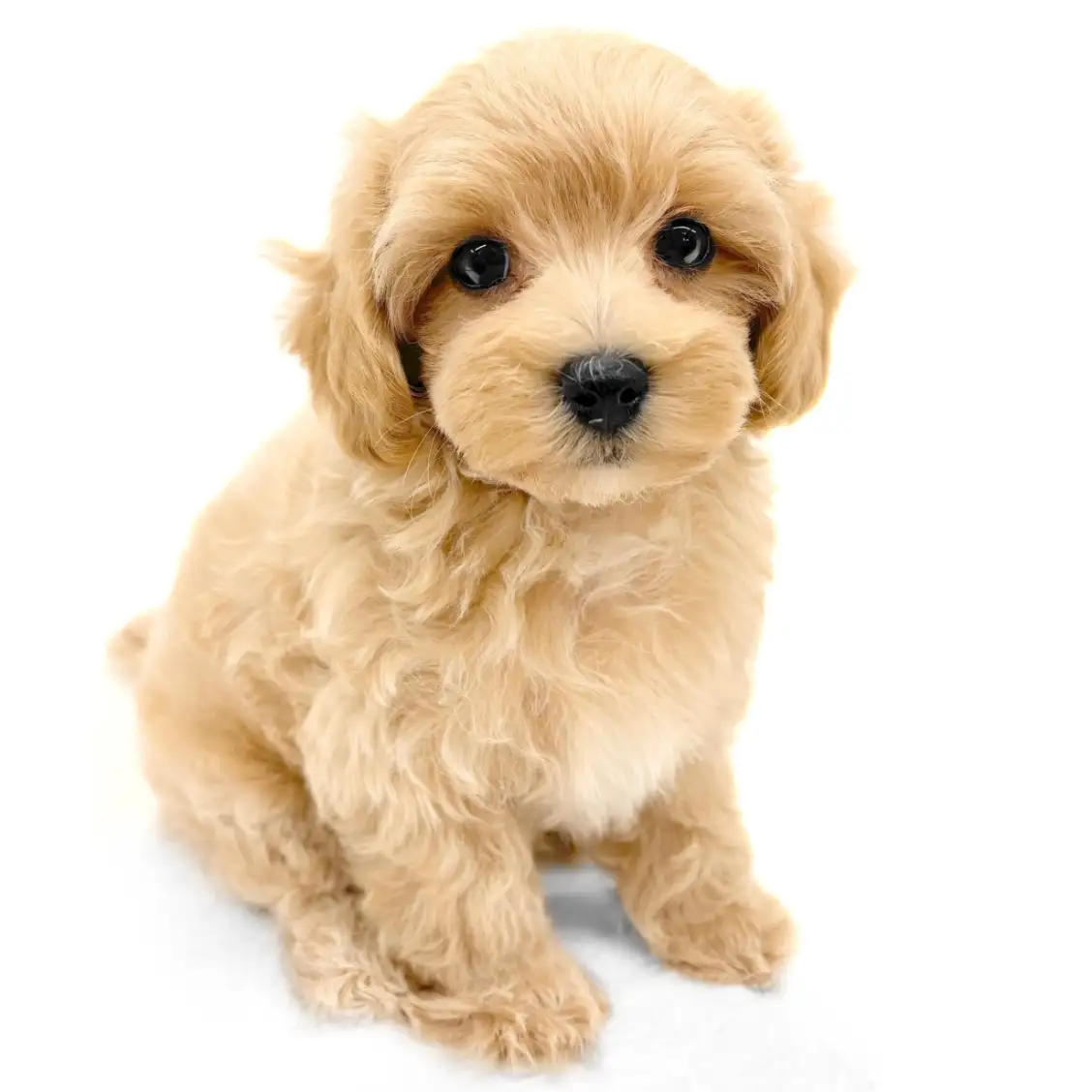 MIX（トイプードル×マルチーズ）