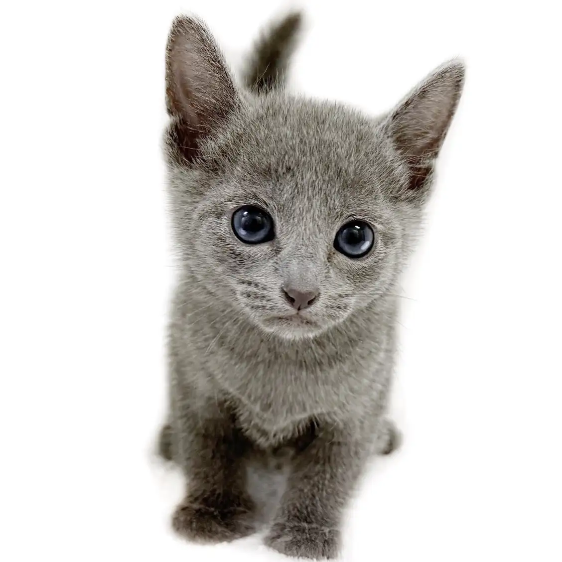 ロシアンブルー