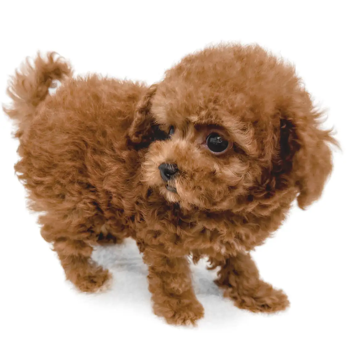 トイ・プードル