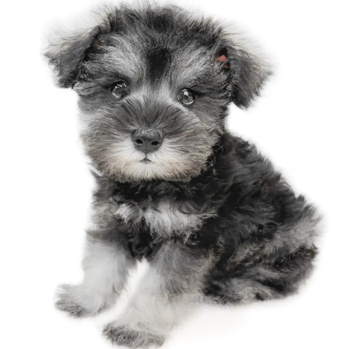 ミニチュア・シュナウザー