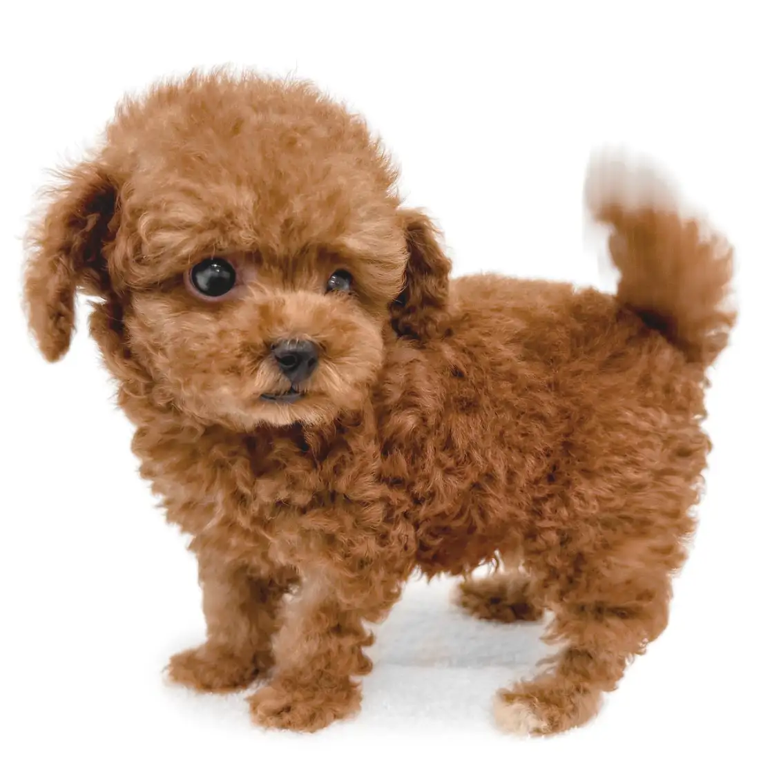 トイ・プードル