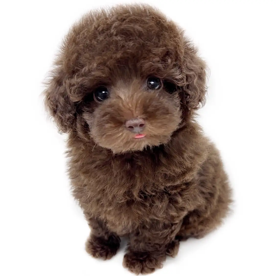 トイ・プードル