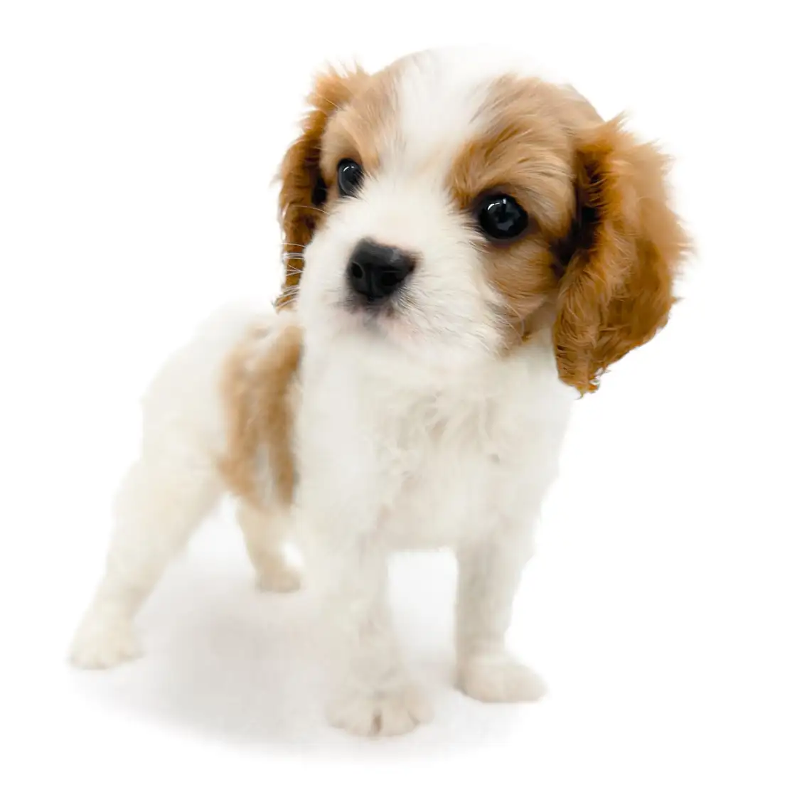 キャバリア・キングチャールズ・スパニエル