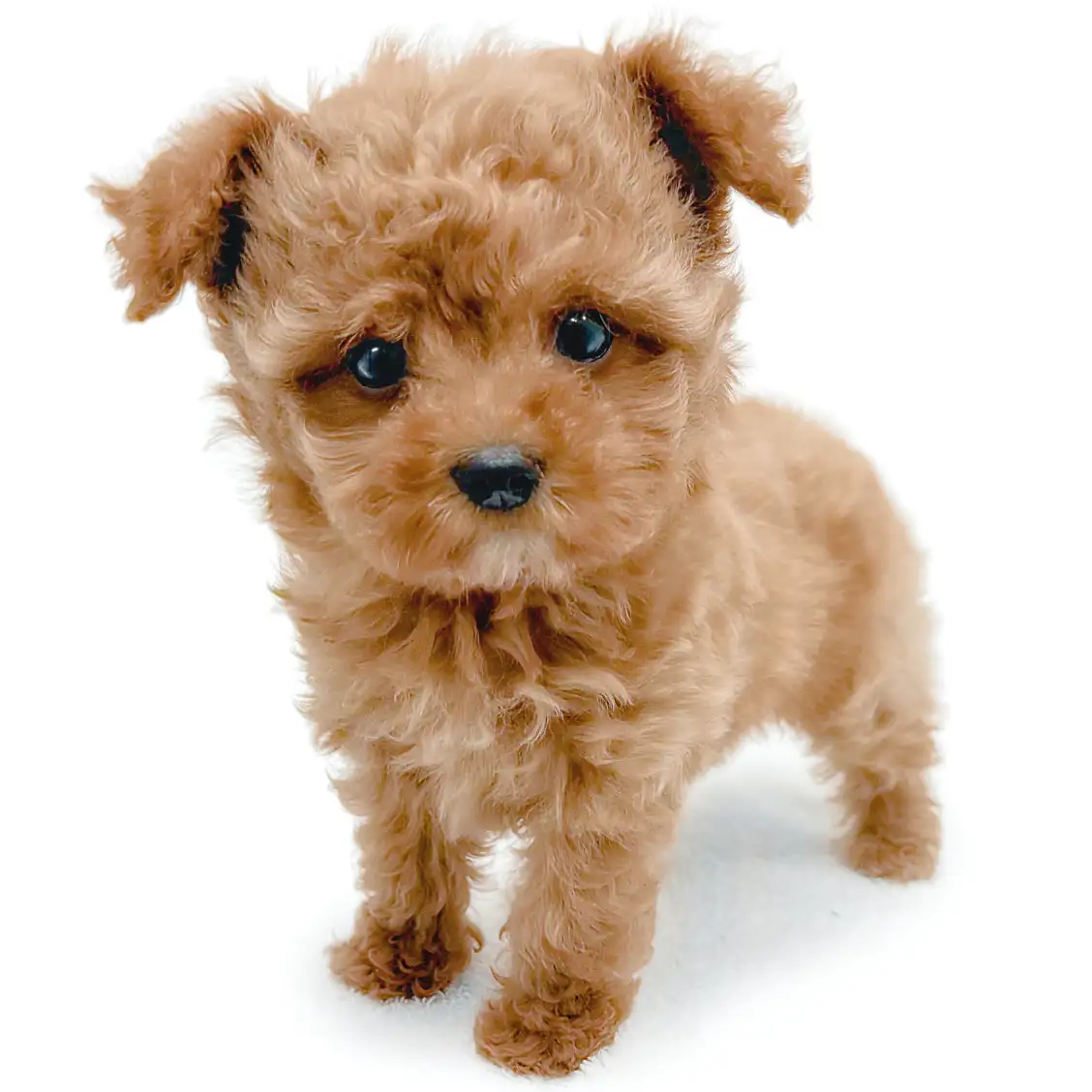 MIX(トイプードル×マルチーズ)