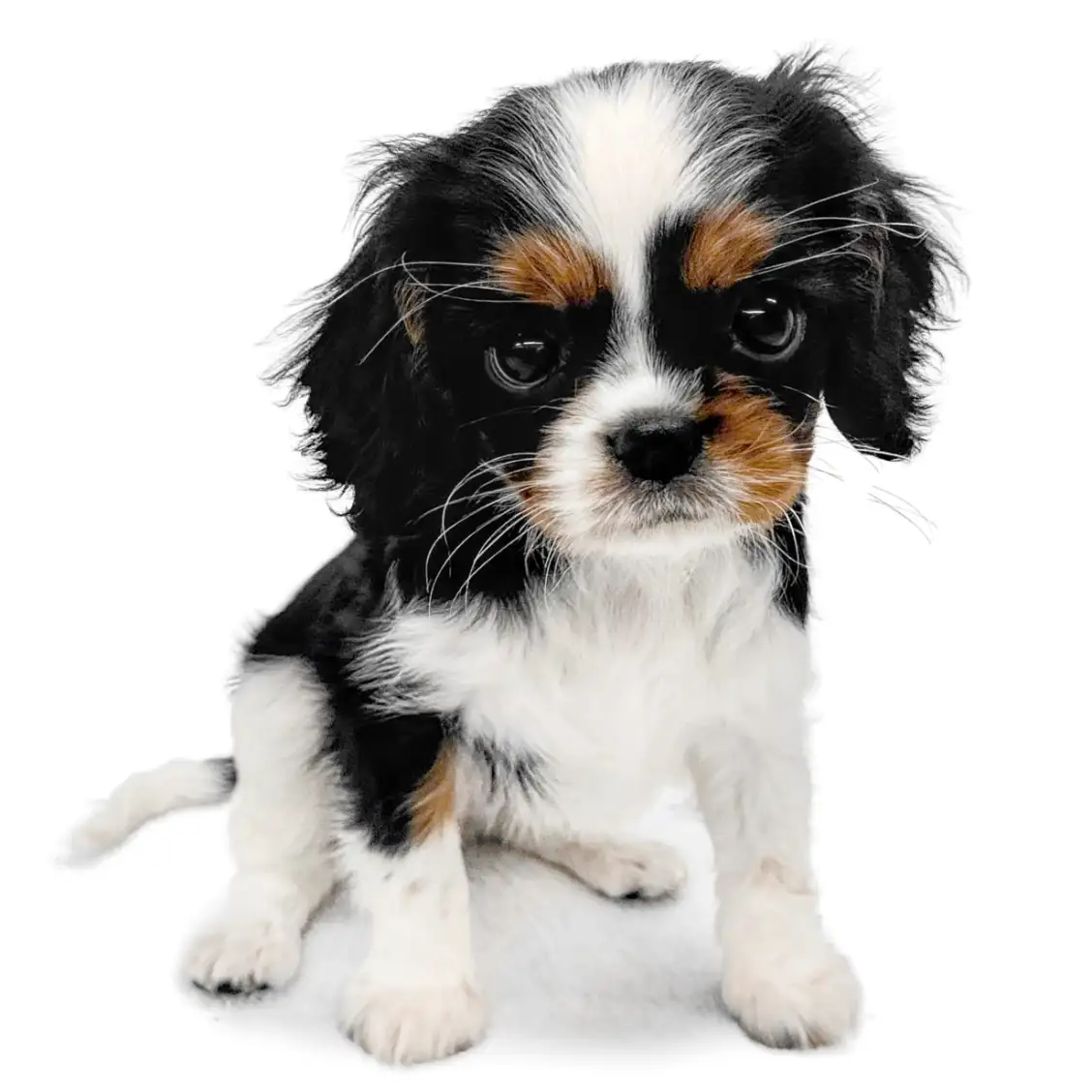 キャバリア・キングチャールズ・スパニエル