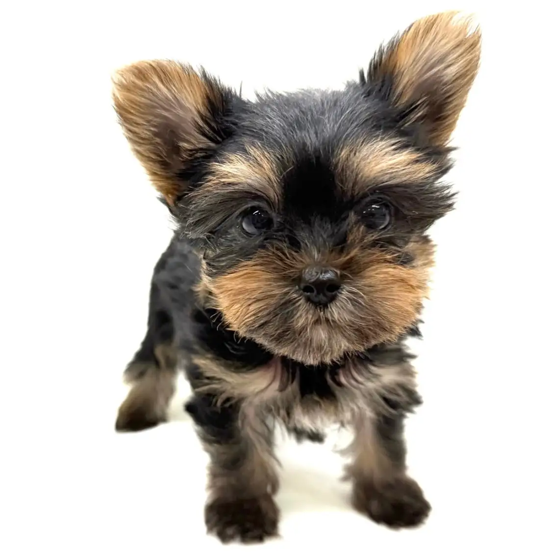 ヨークシャーテリア