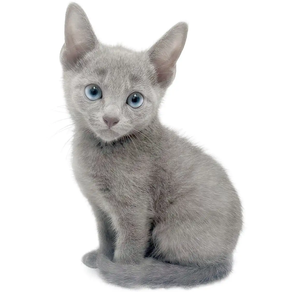 ロシアンブルー