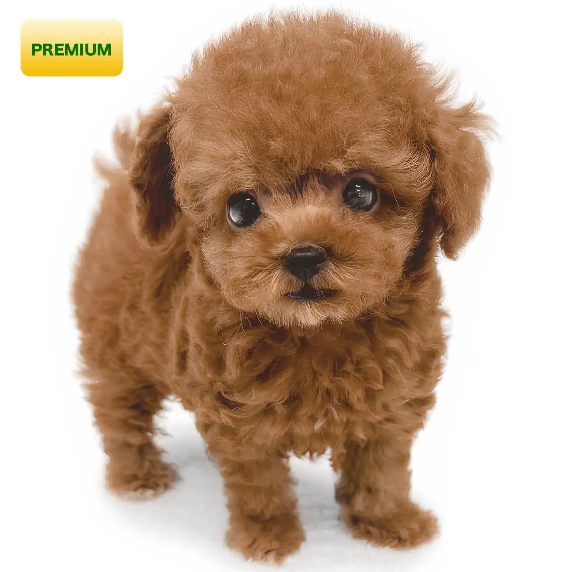 トイ・プードル