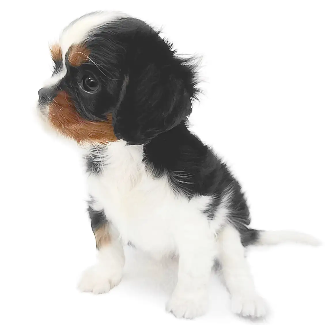 キャバリア・キングチャールズ・スパニエル