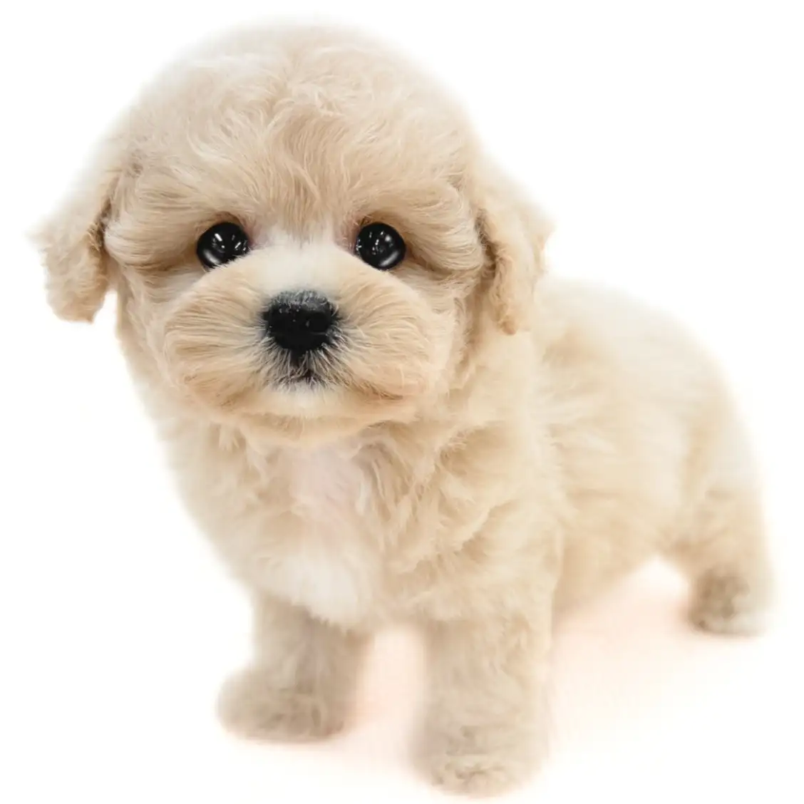 MIX（ビションフリーゼ×トイプードル）