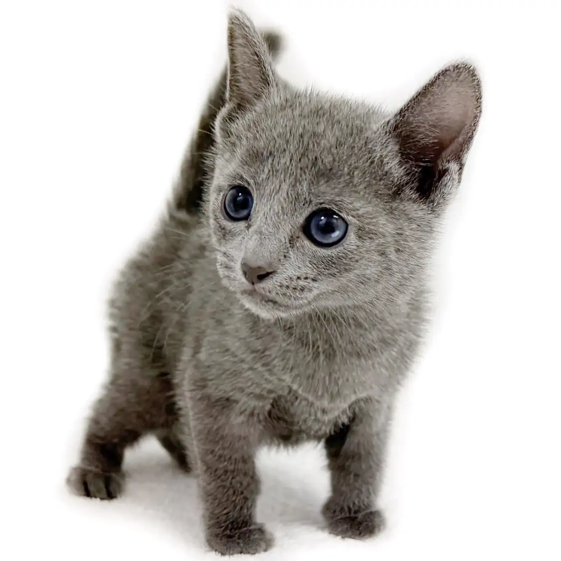 ロシアンブルー