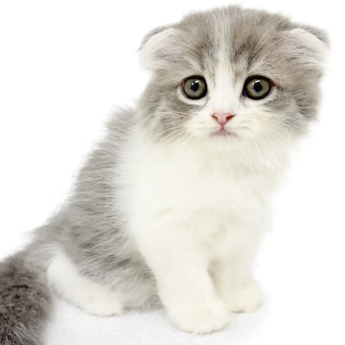 スコティッシュフォールド